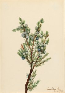 Jałowiec górski (Juniperus sibirica) autorstwa Mary Vaux Walcott