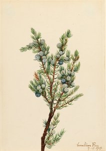 Jałowiec górski Juniperus sibirica, 1917. autorstwa Mary Vaux Walcott