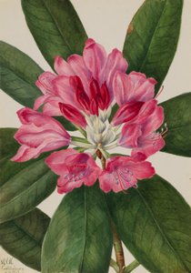 Mountain Rose-Bay Rhododendron catawbiense, 1932. autorstwa Mary Vaux Walcott