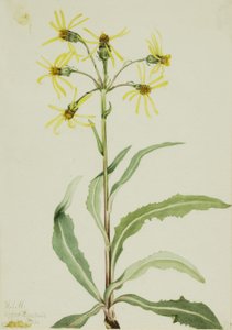 Żałobnik (Senecio lugens) autorstwa Mary Vaux Walcott