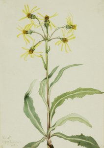 Żałoba Groundsel Senecio lugens, 1921. autorstwa Mary Vaux Walcott