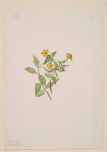 Kwiat piżmowy (Mimulus moschatus) autorstwa Mary Vaux Walcott