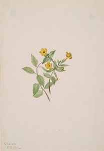Kwiat piżma Mimulus moschatus, 1911. autorstwa Mary Vaux Walcott