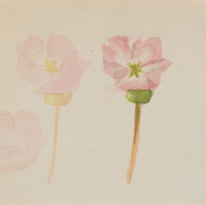 "Mój pierwszy obraz" autorstwa Mary Vaux Walcott