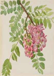 Nowa meksykańska szarańcza Robinia neomexicana, 1938. autorstwa Mary Vaux Walcott