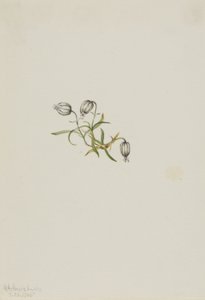 Campion kiwający (Lychnis apetala) autorstwa Mary Vaux Walcott