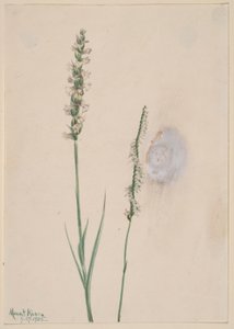 Nodding Ladies-Tresses (Ibidium cernum) autorstwa Mary Vaux Walcott