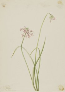 Nodding Onion (Allium cernuum) autorstwa Mary Vaux Walcott
