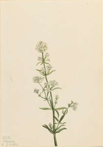 Biedronka północna Galium boreale, 1922. autorstwa Mary Vaux Walcott