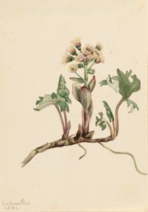 Lepiężnik północny (Petasites hyperboreus) autorstwa Mary Vaux Walcott