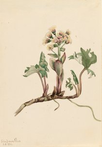 Northern Lepiężnik Petasites hyperboreus, 1916. autorstwa Mary Vaux Walcott
