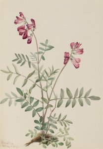 Hedysarum północne (Hedysarum boreale) autorstwa Mary Vaux Walcott