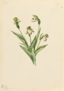 Cypryśnik przejrzysty (Cypripedium passerinum) autorstwa Mary Vaux Walcott