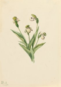 Pantofelek damy północnej Cypripedium passerinum, 1916. autorstwa Mary Vaux Walcott