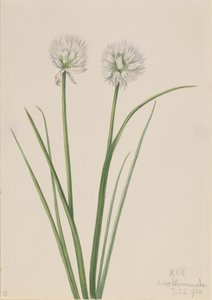 Cebula północna Allium sibiricum, 1920. autorstwa Mary Vaux Walcott