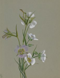 W drodze do pomnika, 1881. autorstwa Mary Vaux Walcott