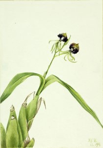 Orchidea (Epidendrum cochleatum) autorstwa Mary Vaux Walcott