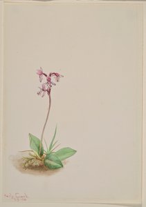 Storczyk (Orchis rotundifolia) autorstwa Mary Vaux Walcott