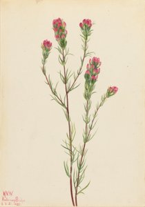 Koniczyna sowia (Orthocarpus tenuifolius) autorstwa Mary Vaux Walcott