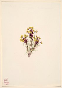 Koniczyna sowia (Orthocarpus erianthus) autorstwa Mary Vaux Walcott