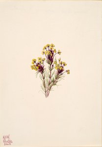 Koniczyna sowa Orthocarpus erianthus, 1935. autorstwa Mary Vaux Walcott
