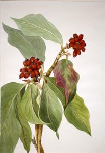 Pacific Dereń Cornus nuttalli, 1933. autorstwa Mary Vaux Walcott