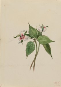 Trillium malowane (Trillium undulatum) autorstwa Mary Vaux Walcott