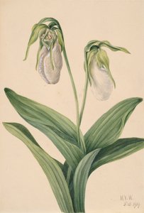 Jasnobrązowy pantofelek Cypridedium acaule, 1919. autorstwa Mary Vaux Walcott