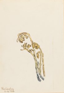 Sosna blada (Hypopitys americana) autorstwa Mary Vaux Walcott