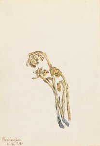 Palae Pinus hypopithecus Americana, 1918. autorstwa Mary Vaux Walcott