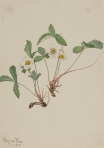 Poziomka blada (Fragaria glauca) autorstwa Mary Vaux Walcott