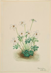 Fiołek wiechowaty (Viola pedata) autorstwa Mary Vaux Walcott