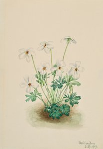 Bieżnik Pansy Violet Viola, 1919. autorstwa Mary Vaux Walcott