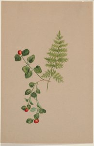 Jeżyna kuropatwiana (Mitchella repens) autorstwa Mary Vaux Walcott