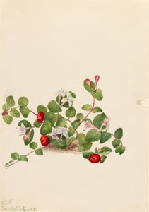 Jeżyna kuropatwiana (Mitchella repens) autorstwa Mary Vaux Walcott