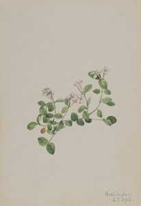 Kuropatwa Mitchella repens, 1918. autorstwa Mary Vaux Walcott
