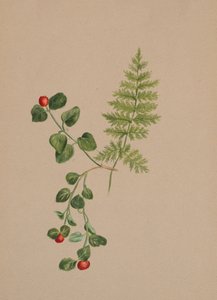 Kuropatwa Mitchella repens, ca. 1883. autorstwa Mary Vaux Walcott