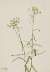 Perłowy wieczny Anaphalis margaritacea, 1917. autorstwa Mary Vaux Walcott