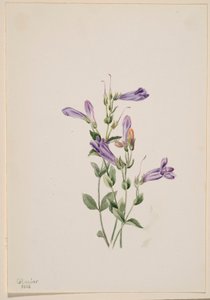 Penstemon (Penstimon fruiticosus) autorstwa Mary Vaux Walcott