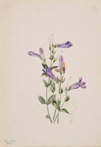 Penstemon Penstimon fruiticosus, 1903. autorstwa Mary Vaux Walcott