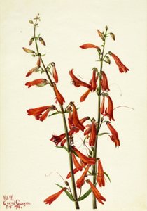 Pentstemon (Pentstemon barbatus) autorstwa Mary Vaux Walcott