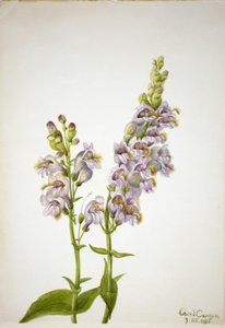 Pentstemon (Pentstemon macranthus) autorstwa Mary Vaux Walcott