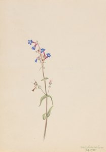 Penstemon Penstemon procerus, 1905. autorstwa Mary Vaux Walcott