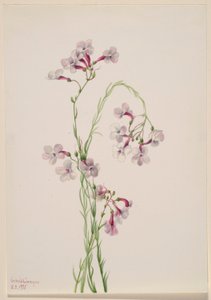 Pentstemon ambiguus autorstwa Mary Vaux Walcott