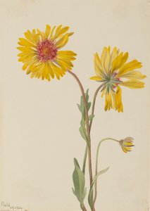 Bylina Gaillardia Gaillardia aristata, 1904. autorstwa Mary Vaux Walcott