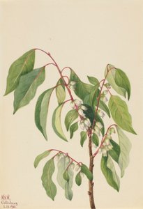 Persymona (Diospyros virginiana) autorstwa Mary Vaux Walcott