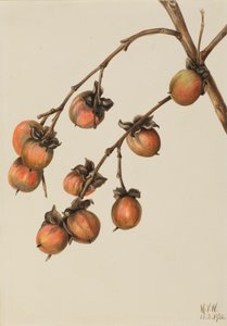 Persimmon Diospyros virginiana, 1920. autorstwa Mary Vaux Walcott