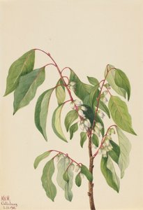 Persimmon Diospyros virginiana, 1932. autorstwa Mary Vaux Walcott
