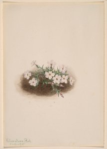 Floks autorstwa Mary Vaux Walcott