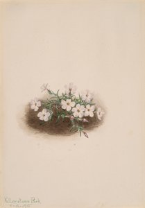 Floks, 1915. autorstwa Mary Vaux Walcott